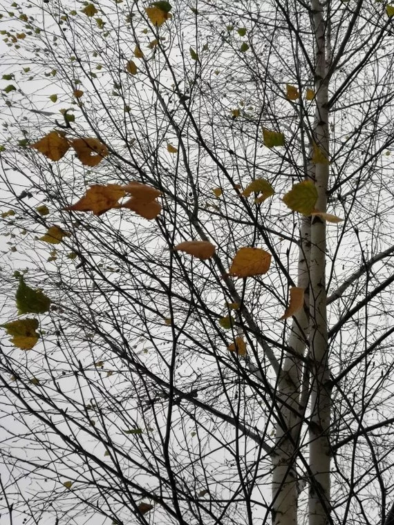 Autumn Walk - My, Autumn, Forest, Silence, Deserted, Cranes