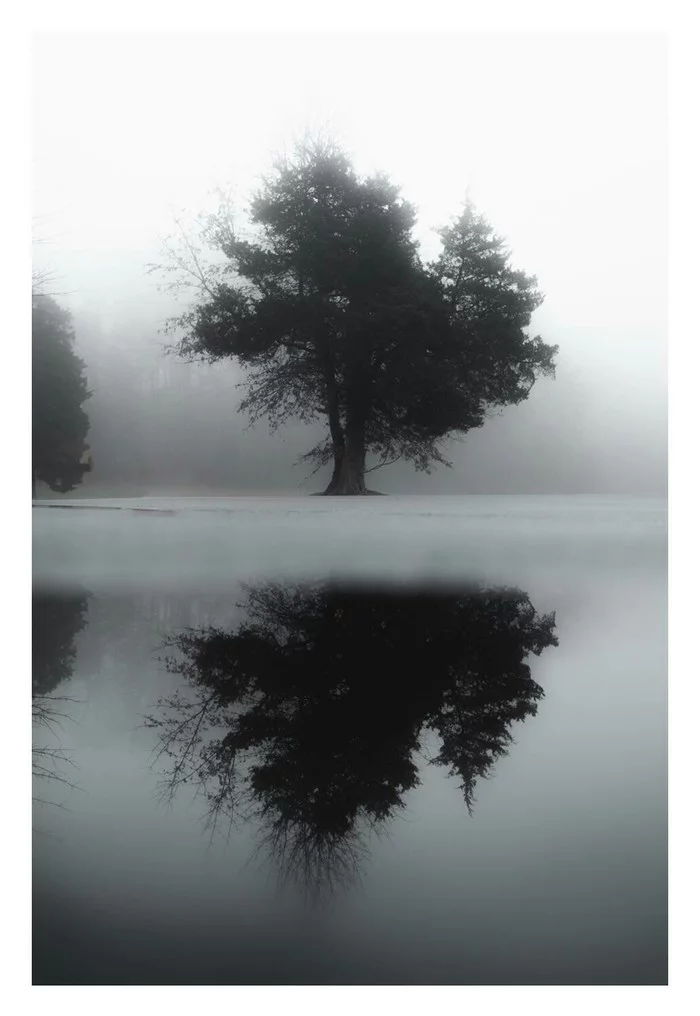 On the lake - The photo, Tree, Lake, Nature, Black and white photo