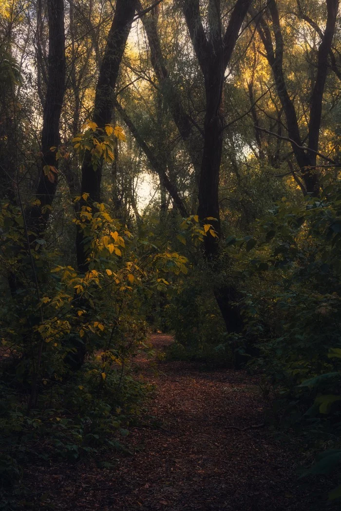 Autumn forest after rain - The photo, Lightroom, Nikon, Autumn, Forest, Rain, Longpost