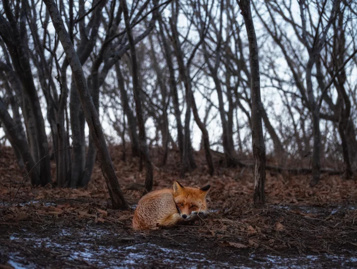 Sad little fox in the autumn forest - Fox, Russian island, The photo, Longpost