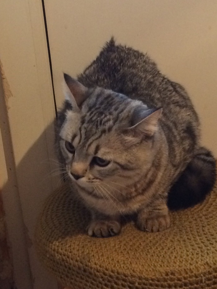 Срочно! Найден кот. Самара. Южный город