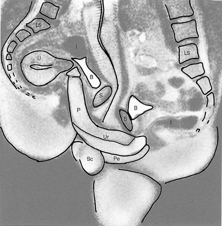 Reply to the post British scientists have proven again - NSFW, Sex, MRI, British scientists, The science, Science and life, Grey's Anatomy, Longpost