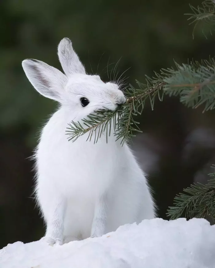 Ready for winter! - Hare, White hare, Snow, Disguise, Animals