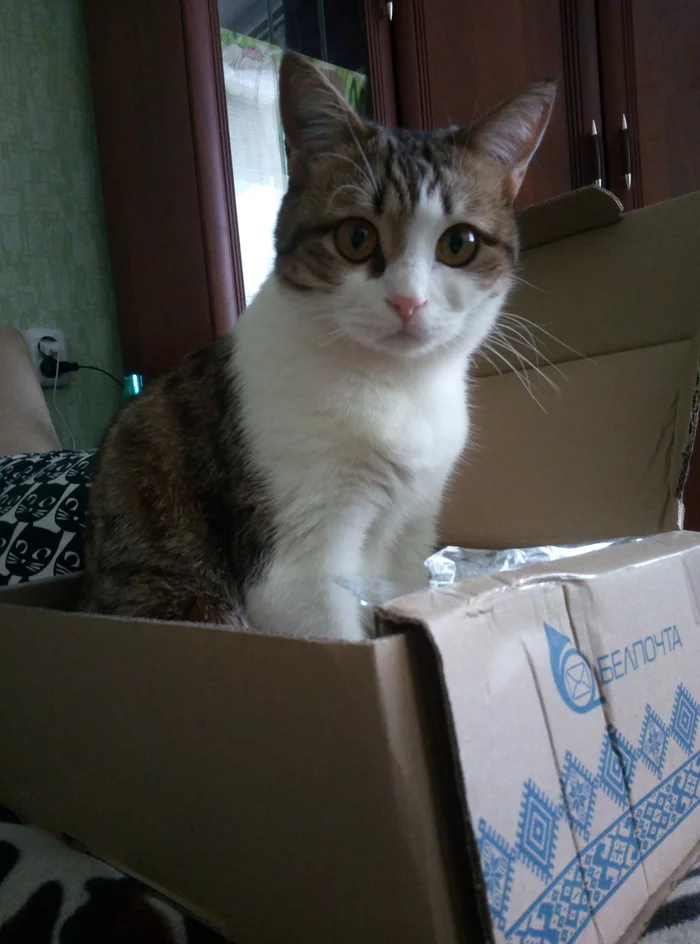 ADM. Brest-Volzhsky - My, Gift exchange report, Secret Santa, Longpost, cat, Gift exchange, New Year's gift exchange