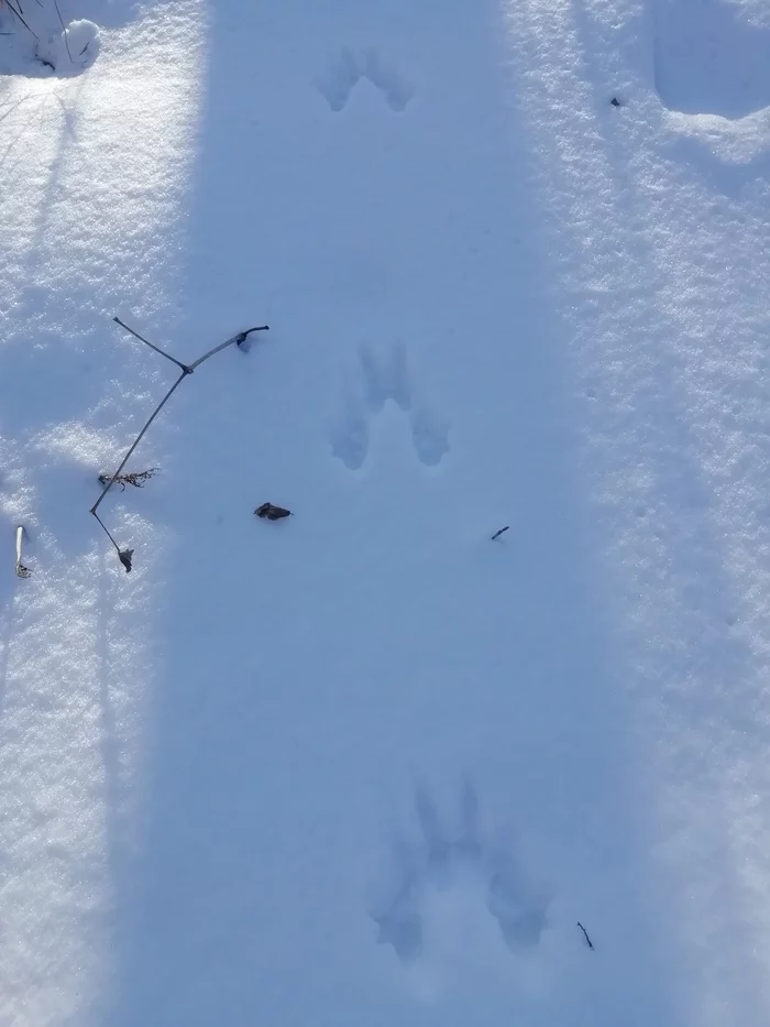 Winter outing - My, Metal detector, Primorsky Krai, Hiking, Forest, Dog, Longpost