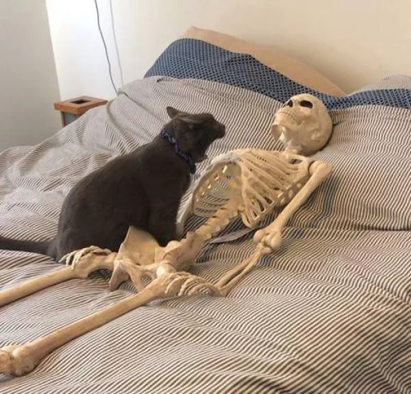 When the cat wants to eat and is not interested in your excuses - cat, Skeleton