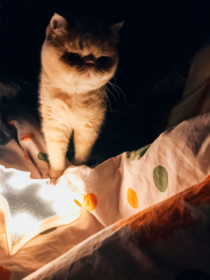 Time for s**t stories performed by my cat :) - My, The photo, cat, Cat with lamp, Images