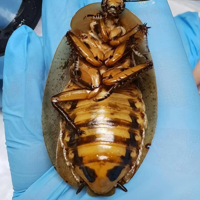 Cockroach rescue - Cockroaches, Doctors, Operation