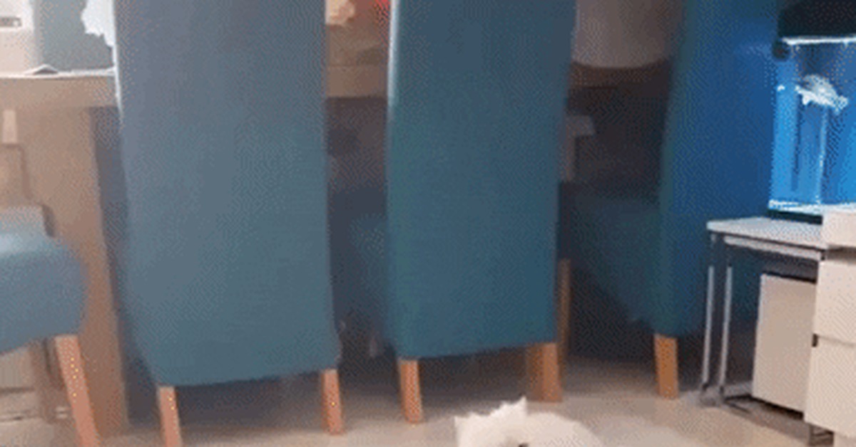 The cat is broken - cat, Glitches, Breaking, GIF