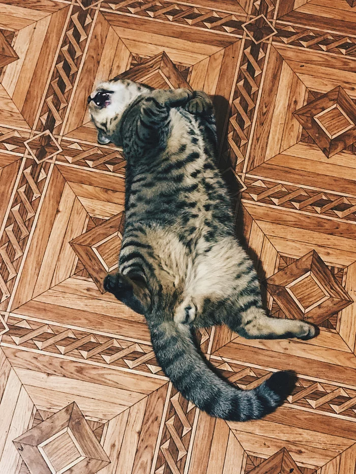 Хвостатый - Кот, Домашние животные, Моё