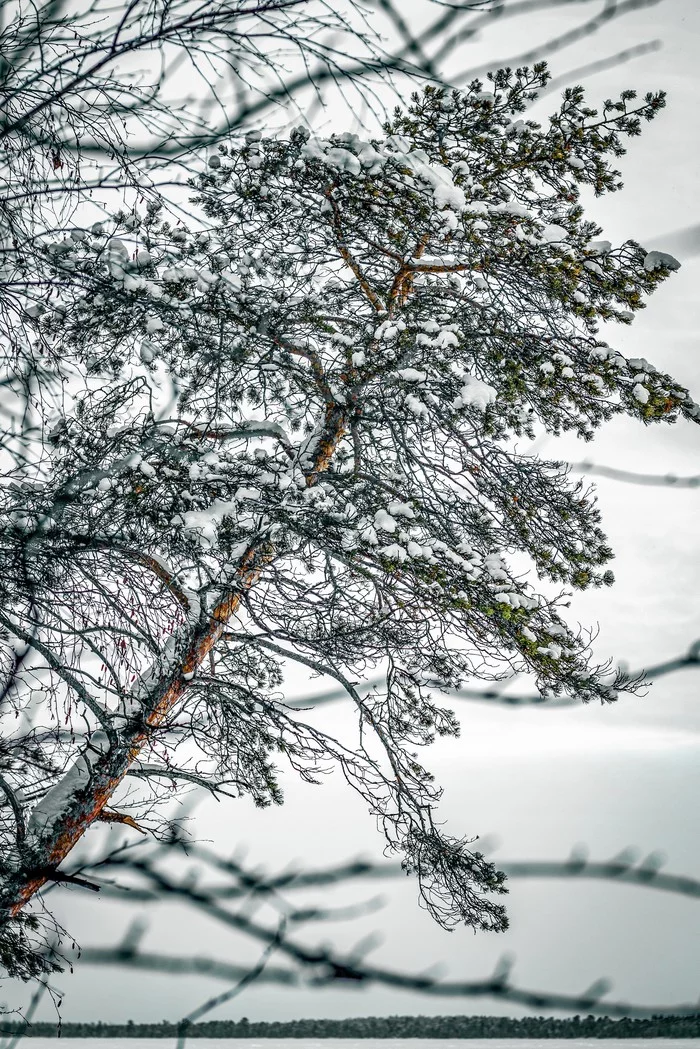 It would seem that winter has stolen the colors, leaving us with just a little... - My, Beginning photographer, Landscape, Lake, Pine, Canon 70d, Lightroom mobile, Tobolsk, Winter, Longpost