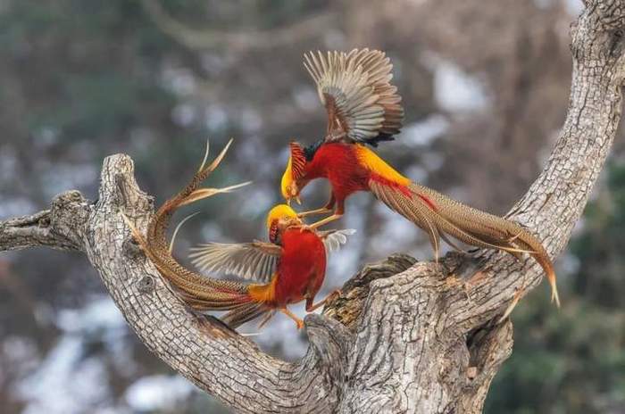 As if noon is coming: Firebirds are flying - Birds, Golden pheasant, Phoenix, The Humpbacked Horse