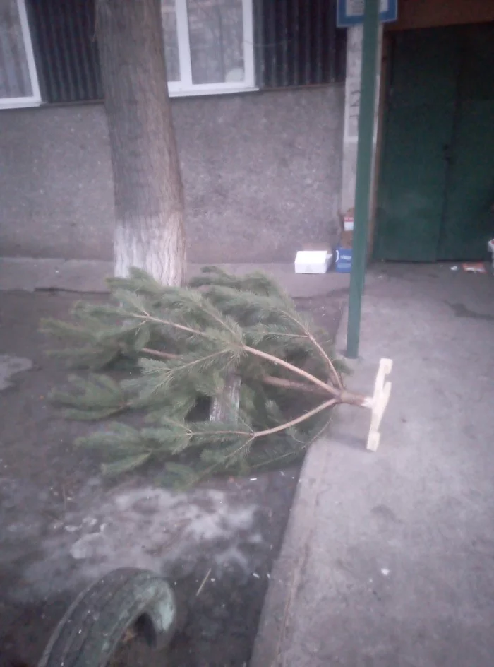 Surrendered before the battle even started... - My, New Year, Christmas tree, Threw away the tree
