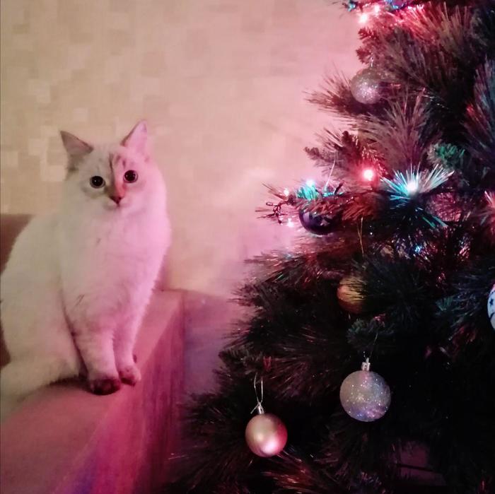 Cat, tree, New Year - My, cat, Christmas tree, Pets