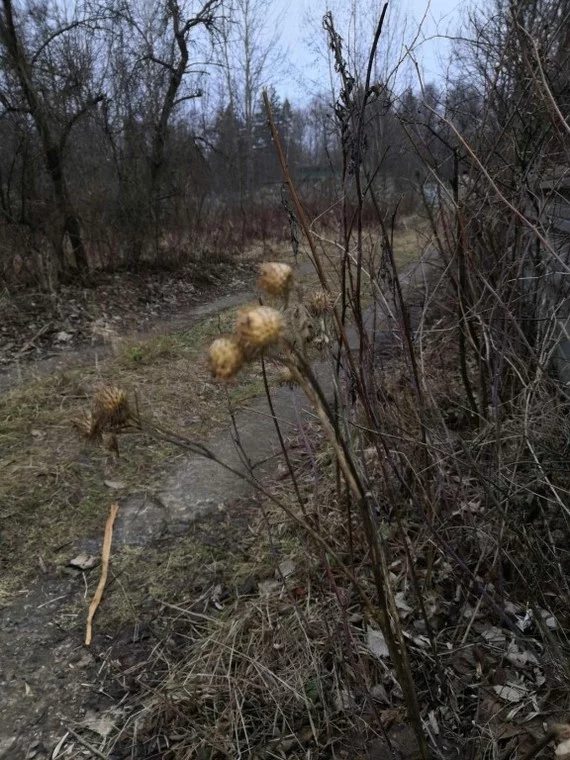 Forest Road. December - My, Nature, Forest, Road, Path, Mainly cloudy, Mood, Poems, Boris Pasternak