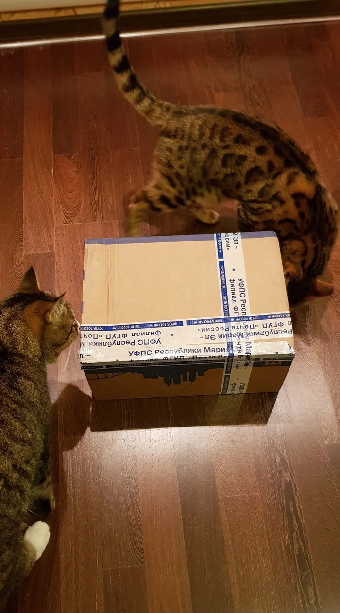 ADM Deja Vu Yoshkar-Ola - Moscow - My, Gift exchange, New Year's gift exchange, Secret Santa, Box, cat, Longpost