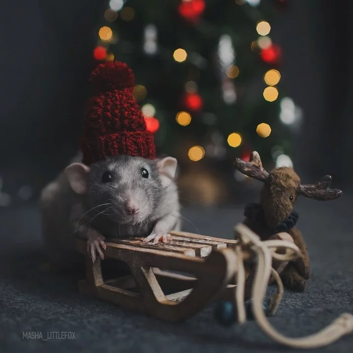 The year of the rat is approaching. So handsome - New Year, Rat