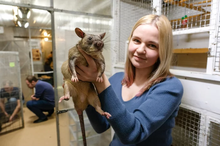 Zoologists from the Leningrad region brought meter-long giant rats into their homes. - Rat, Year of the Rat, Animals, Biology, Pet, Pets, Saint Petersburg, Leningrad region, Longpost