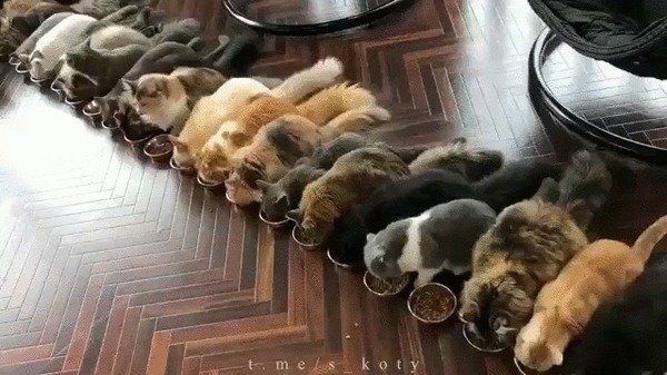 Корпоратив у Куклачева Кот, Котомафия, Домашние животные, Еда, Миска, Кошачий корм, Гифка