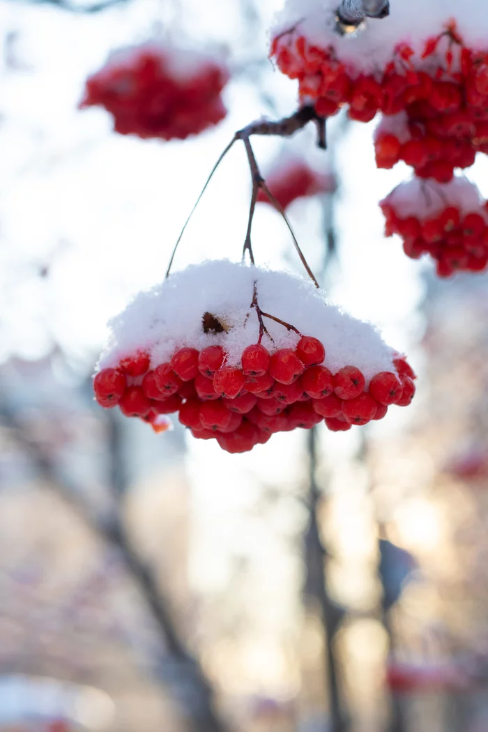 For those who miss snow - My, Siberia, Winter, Snow, Rowan, freezing, Landscape, Longpost