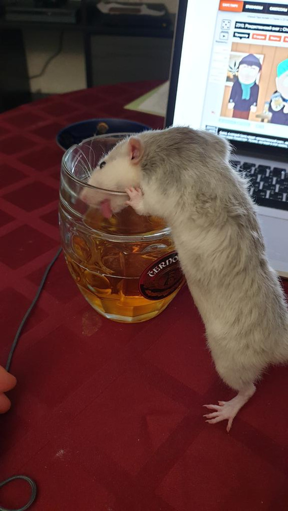 Happy Friday - Rat, Decorative rats, Friday, Beer