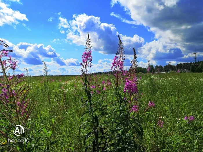 beauty of nature - My, Nature, Tyumen, Blooming Sally