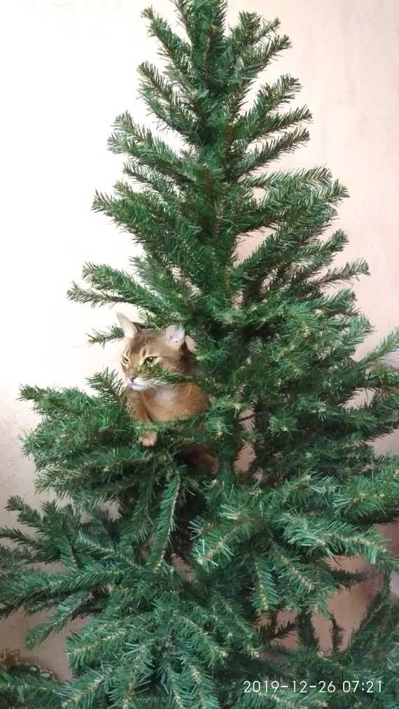 Everyday life of Sima - My, cat, Christmas trees, New Year, Longpost, Abyssinian cat