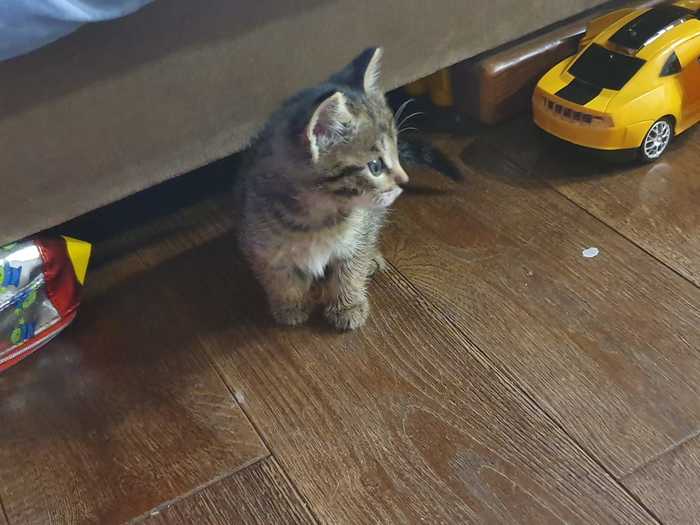 Kitten looking for a home - My, Moscow, Vnukovo, cat, In good hands