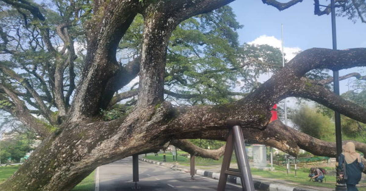 Look at this tree. Подпорка для деревьев. Дерево с подпорами. Подпорки для большого дерева. Подпорка под дерево.