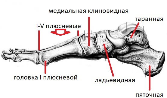 Foot part 1 (anatomy) - My, Traumatology, The medicine, Longpost