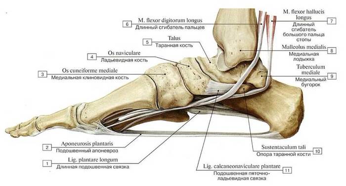 Как называется передняя часть ступни. 1577559281173623018. Как называется передняя часть ступни фото. Как называется передняя часть ступни-1577559281173623018. картинка Как называется передняя часть ступни. картинка 1577559281173623018