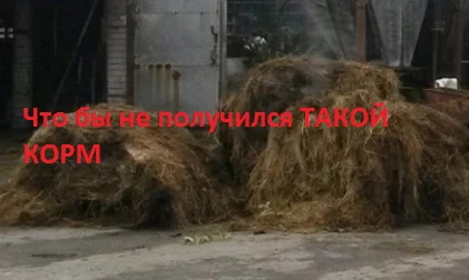 Practical examples of storing hay and haylage in winter - My, Hay, Fattening of bulls, Farmer, Farm project, Breed, Video