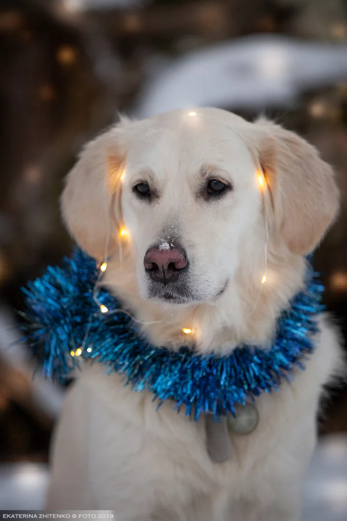 Happy New Year!! Here's a festive golden for you! - My, Dog, Golden retriever, Golden, Longpost, New Year