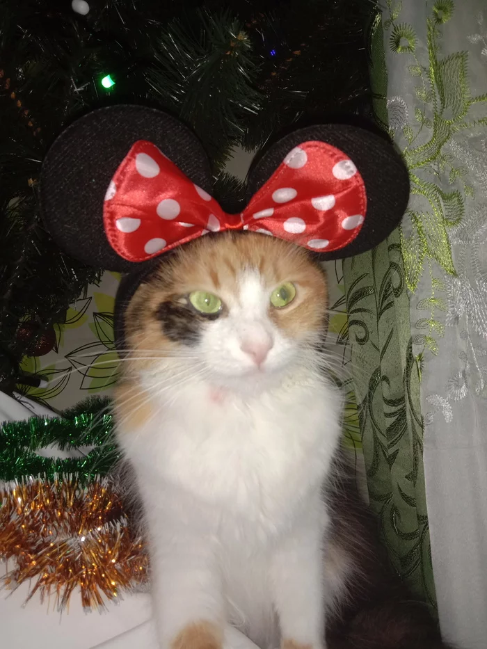 Ready for the New Year! - My, Tricolor cat, cat, Mouse, New Year, Milota, Catomafia, Longpost