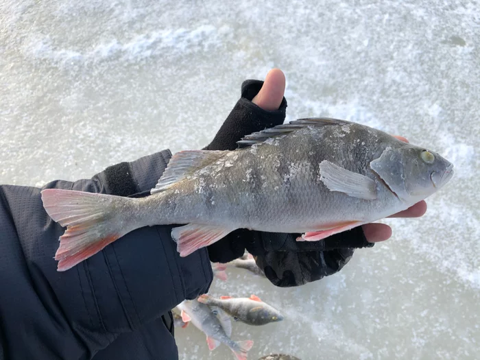 Fishing on the Kama - My, A fish, Perch, Fishing, Fishermen, Kama, dawn, Longpost