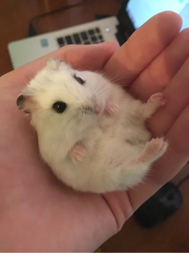 Non-mouse - My, Animals, Hamster, Dzungarian hamster, Milota, Longpost