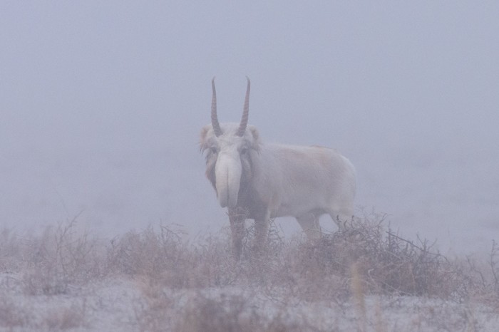 Why are you jumping like a Saiga!? - Saiga, Childhood of the 90s