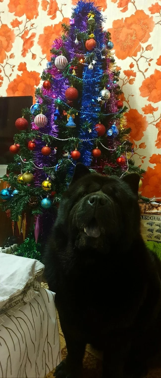 Happy New Year country! The small town of Lysva sends you fireworks and well wishes! Well, the dog too))) - My, Chow Chow, Dog, Milota, New Year, Longpost