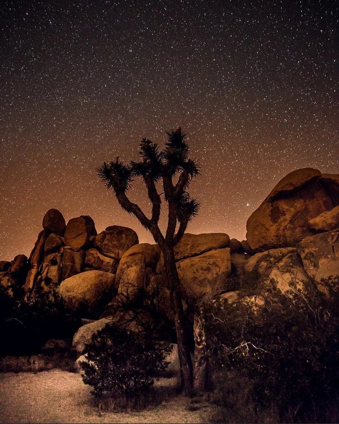 Night in Joshua Tree - Nature, Night, Starry sky, The photo