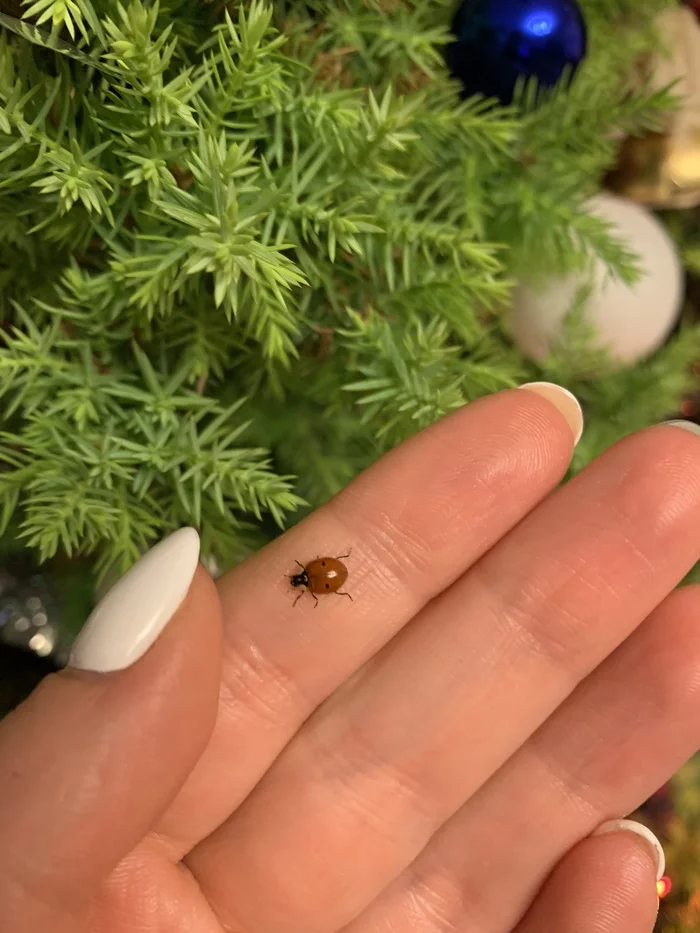 New Year's greetings from summer - My, New Year, ladybug, Summer