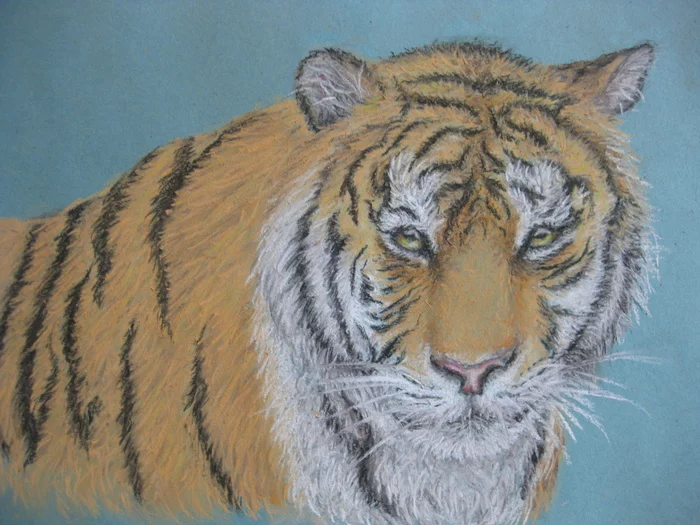 Tiger :) - My, Tiger, Animalistics, Drawing, Pastel, Painting, Painting, Graphics, Creation