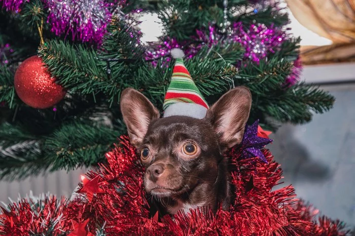 Happy New Year !!! - My, Dog, Chihuahua, Friend, Animals, Christmas trees