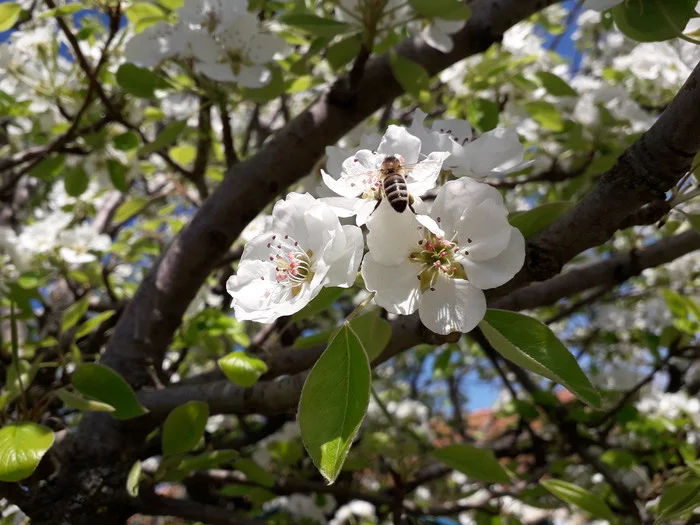 Bee on a pear - My, Nature, Pear, Bees, Flowers, Pollen, Spring