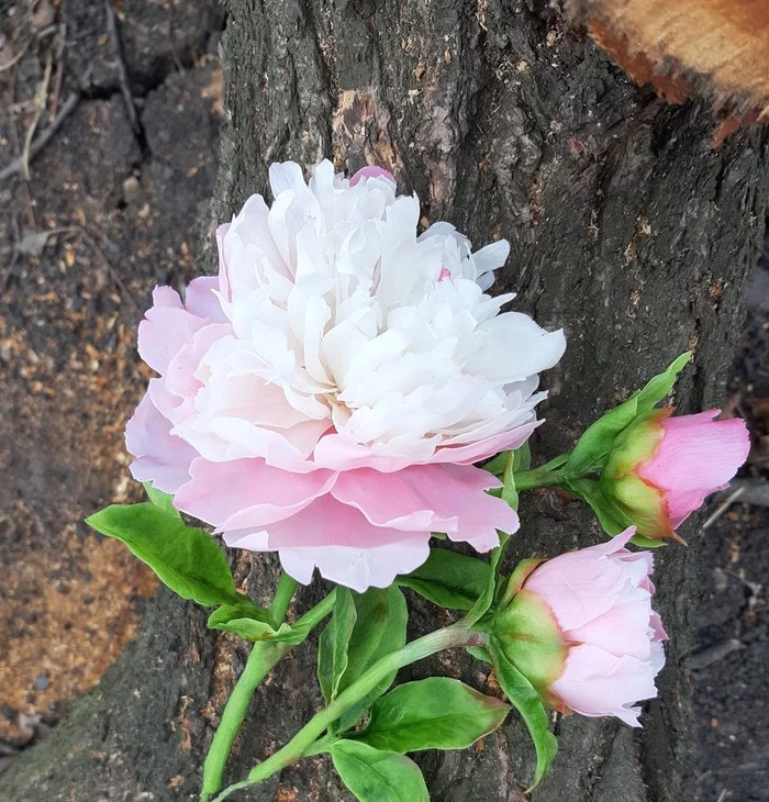 Peonies in January... - My, Peonies, Flowers, Cold porcelain, Needlework without process, Presents, Longpost