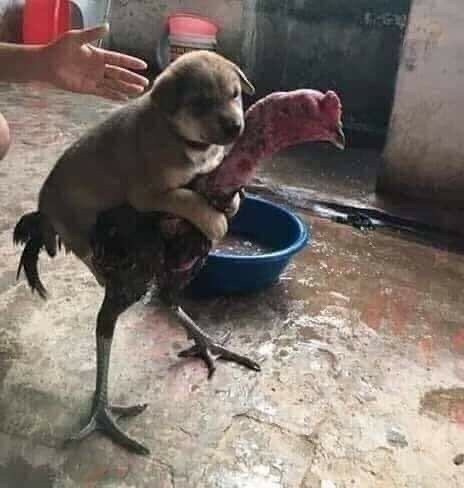 Well, beautiful, let's go for a ride? - Puppies, Hen, Skating