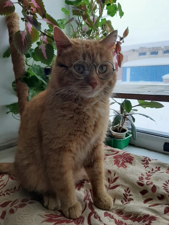 Peter the Cat - My, cat, Karaganda, In good hands, No rating, Overexposure