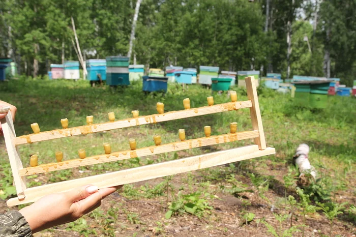 Beekeeper's Dreams - My, Beekeeping, Summer, Bees, Nature, Dream, Dream