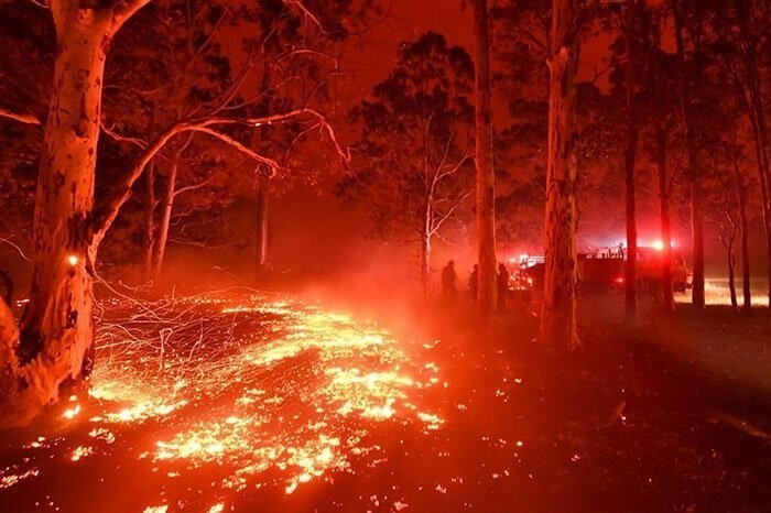 The Irwin family helps animals affected by wildfires - Steve Irwin, Australia, Fire, Help, Animals, Hell on earth, The photo, Video, Longpost