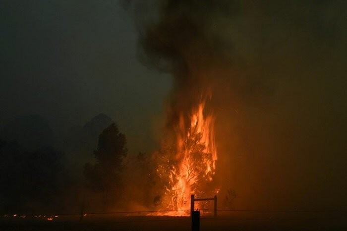 The Irwin family helps animals affected by wildfires - Steve Irwin, Australia, Fire, Help, Animals, Hell on earth, The photo, Video, Longpost