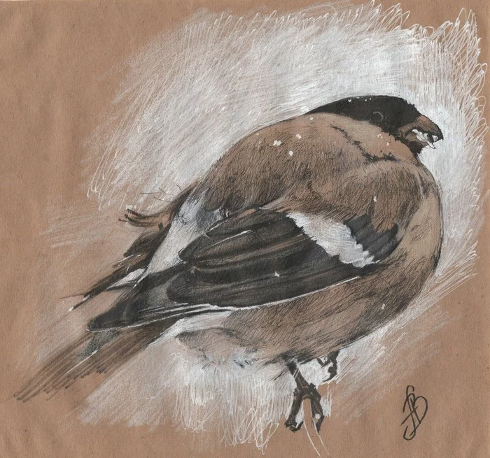 Bullfinch - My, Drawing, Pencil drawing, Mascara, Painting, Artist, Birds, Bullfinches, Winter